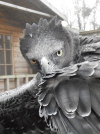 Криминальное чтиво