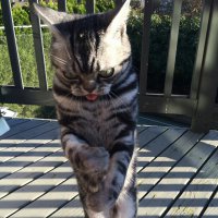 24 животных, чьим танцевальным способностям можно позавидовать