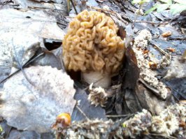 Я люблю по весне сморчки собирать,в моих угодьях совсем нет конкуренции-все клещей боятся!Вот мои вкусняшки!