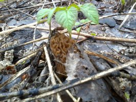 Я люблю по весне сморчки собирать,в моих угодьях совсем нет конкуренции-все клещей боятся!Вот мои вкусняшки!