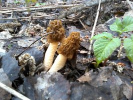 Я люблю по весне сморчки собирать,в моих угодьях совсем нет конкуренции-все клещей боятся!Вот мои вкусняшки!