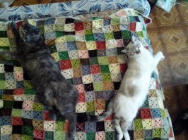 Мои только так умеют!