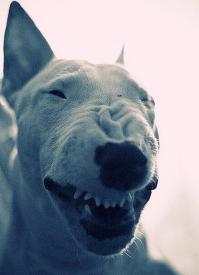 Шах, 5 лет радуется, что до усрачки напугал "самого умного" соседского пуделя.