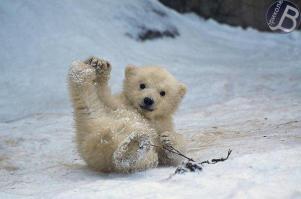 Белые медведи 