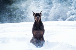 Собаки для поднятия настроения