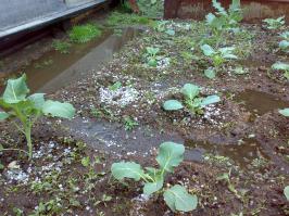 Что вы знаете об лете? 20.06.2014. Иркутск. Видео не умею крепить.