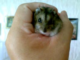 Мой джунгарик. Держу так, потому-что если разжать кулак, сдриснет в один момент. В последний раз ловили две недели по ночам с фонариками. Сгрыз и коаксильный кабель и витую пару.