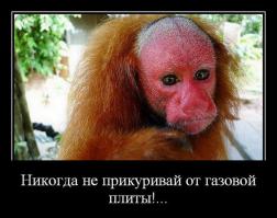 Животные в шоке