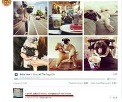 Волк Собаця и его жизнь