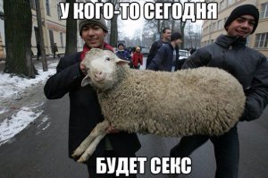 30 очаровательных и эпических фотографий овец