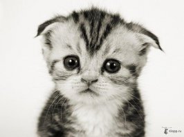 Когда на фишках какой-то нехороший человек постит боян, где-то умирает котенок.