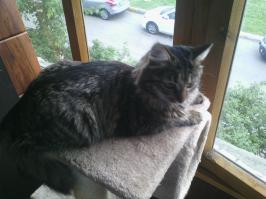 моя Вася,да кошечка и зовут Вася. подобрал ее в ноябре крохой размером с ладонь, случайно зашел к знакомому на работу и услышал жалобное мяукание от стоящей неподалеку палатки, теперь это чудо-юдо живет у меня дома, любимица семьи)))