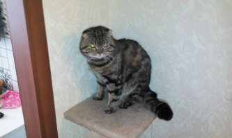 лохматую мордаху подобрал 2месячным котенком, через год подобрал взрослого хромого скотишь-фолда, сейчас с нами живет и их дочка