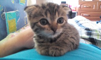 лохматую мордаху подобрал 2месячным котенком, через год подобрал взрослого хромого скотишь-фолда, сейчас с нами живет и их дочка