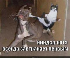 Что это было? Ниндзя, удар отложенной смерти?