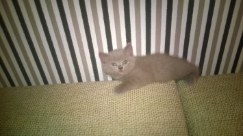 я тоже недавно обзавелся котейкой, дочка упросила, в принципе у меня аллергия на их эпителии, но пох..., можно и визина прокапать ради такого удовольствия, когда этот охламон под бочину пристроится и мурлычит, суко приятнооооо)))