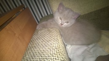 а мой любит на пороге спать, пзц сколько раз ночером на него натыкался, орет-пищит, но суко привычек не меняет, фотка старая, сейчас покрупнее стал-подрос.