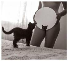 Коты и девушки 