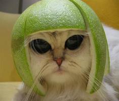 Адские коты, являющиеся истинным воплощением зла