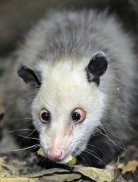 Косоглазые животные