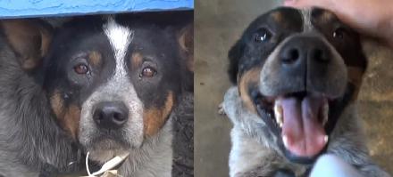 До и после... А что еще нужно собакену? :)