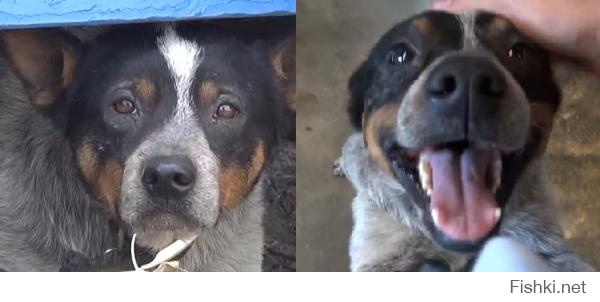 До и после... А что еще нужно собакену? :)