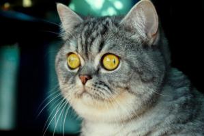 Только кошакам пох