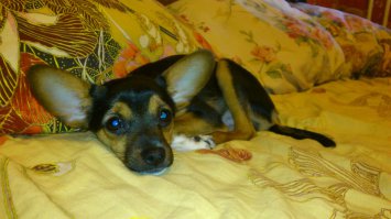 На первой фотке моему Мухтару 2 месяца, а на второй-год. Результат на лицо (точнее на уши)