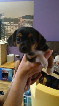 На первой фотке моему Мухтару 2 месяца, а на второй-год. Результат на лицо (точнее на уши)