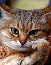 Самая печальная кошка нашла себе новых хозяев