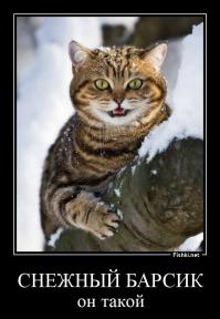 Кот лучший друг альпиниста. 