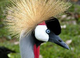 Гламурные снимки с животными