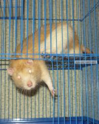 Ему б кормушку за стальными прутьями