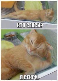 Смешные картинки с подписями