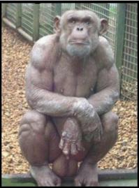 Животные с самыми странными особенностями тела 