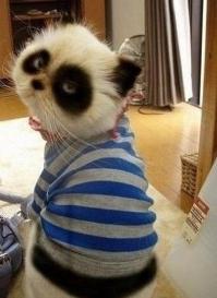 Редкий и необычный окрас у животных