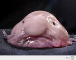 НЕ ЗНАЮ И ЗНАТЬ НЕ ХОЧУ ВСЮ ЭТУ ПИНДОРАСИЮ