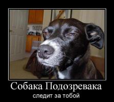 Виноватые собаки