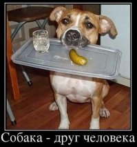 Забавные псы