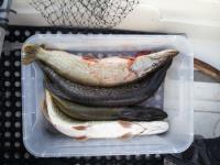  Старые приманки для рыбалки, дороже золота