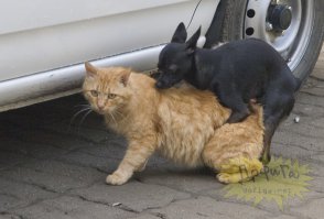 Собака, выращенная котами