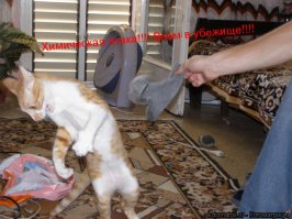 Котам тоже свойственно ошибаться