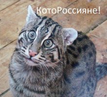 Необычная колония рыжих под Барнаулом