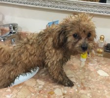 20 уморительных снимков, которые доказывают, что «животные» и «вода» - понятия несовместимые!