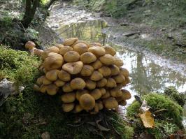 пошли?!? да это уже переростки вот опята....И это Сочи детка...