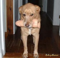 Собаки с игрушками — смешные моменты