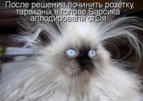 Пост кошачьей славы