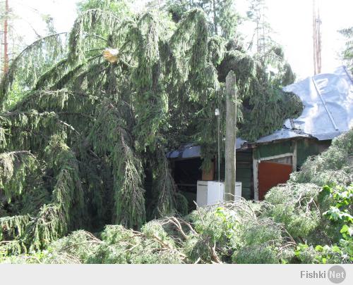 Лично на мой участок упало 4 дерева вот "елочка" на летнем домике до сих по не допилено у пня)