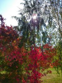 Одни цвета чего стоят!  Сухая осень радует.