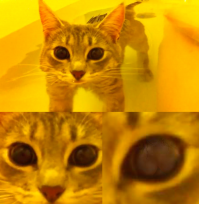 Ему не объяснили, что он кот